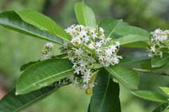 Alstonia macrophylla